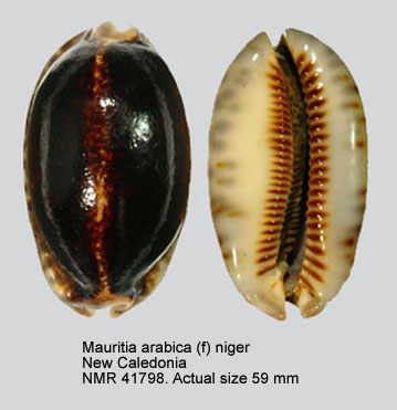 Mauritia arabica (f) niger.jpg - Mauritia arabica(Linnaeus,1758)